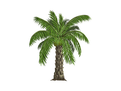 date palm tree vector illustration isolated on white