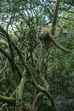 Puma saltando entre &aacute;rboles
