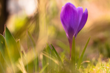 Violet spring crocus flower in the meadow.