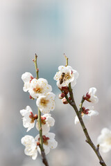 Cherry blossoms on a branch in spring