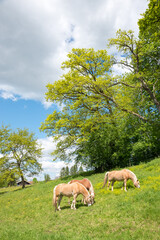 three haflinger horses grazing on lush green pasture, sunny spring landscape upper bavaria