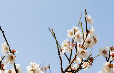 Cherry blossoms on a branch in spring