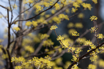 yellow flowers on a branch in spring