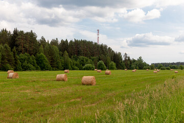 Bales of harvested hay on a green meadow with a forest in the background