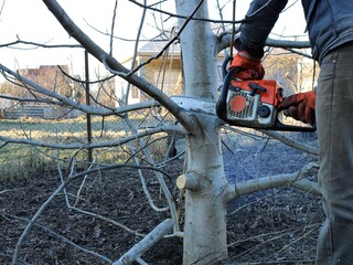gardener cuts branches at the bottom of a tree in a spring garden using a chainsaw, sawing off branches of a walnut tree and shaping a trunk, seasonal tree pruning work in a garden or park - obrazy, fototapety, plakaty