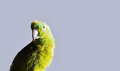 closeup of a green feather parrot, A green Psittacoidea in white background, closeup of a green...