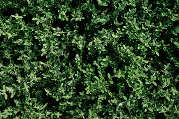 Green leaf texture. leaf texture background