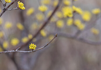 yellow flowers on a branch in spring