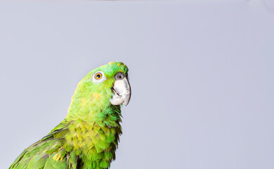 closeup of a green feather parrot, A green Psittacoidea in white background, closeup of a green parrot eye with copy space