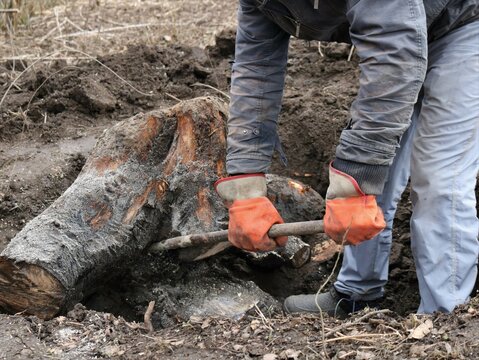 a man takes out a large stump from the ground with an iron crowbar, a gardener or forester uproots a sawn stump of an old tree from the soil with a lever, cleaning the soil from stumps and tree roots