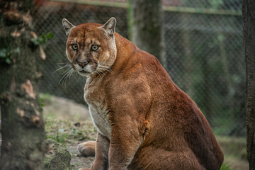 Fototapeta na wymiar Puma en zoológico