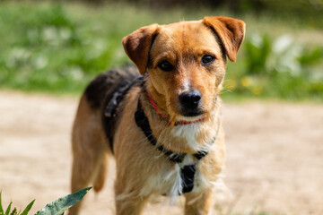 Closeup of a brown Patterdale Terrier