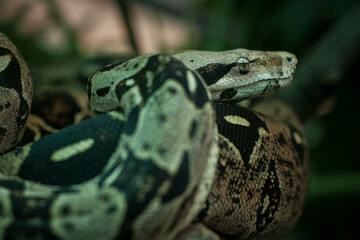 Boa constrictor envuelta