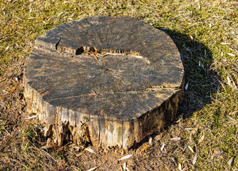 Rotten old stump in early spring sunlight