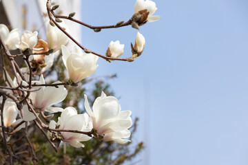 Magnolia blooming on a branch in spring