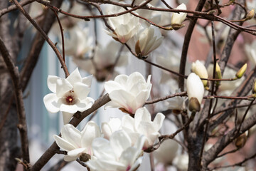 Magnolia blooming on a branch in spring