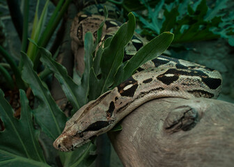 Boa constrictor posada en una rama