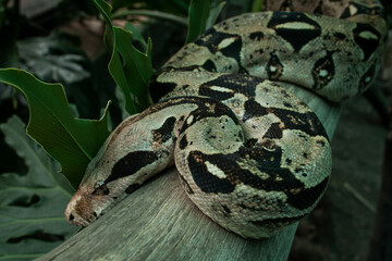 Boa constrictor posada en rama