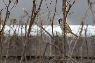 brown sparrow on a branch