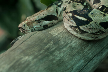 Boa constrictor posada en rama