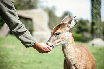 Hombre alimentando un siervo