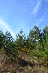 Walk through a young pine forest, pick mushrooms, autumn