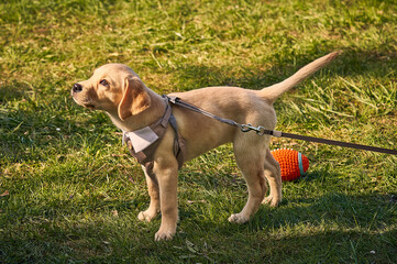 Cute Labrador Retriever in suit plays on green grass with dog trainer