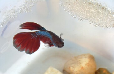 red blue betta fish in the aquarium