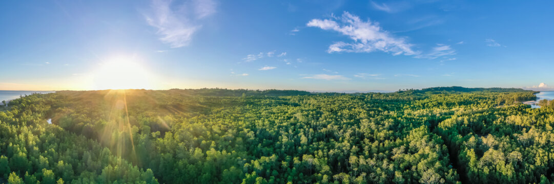aerial view of mangrove forest at Sabah Borneo, Malaysia.