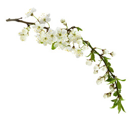 Spring flowers, buds and small green leaves on twig of berry tree isolated on white