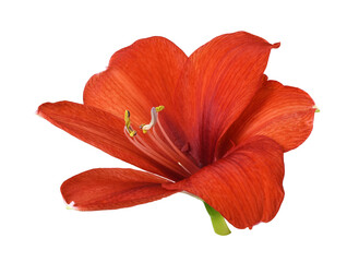 Closeup of red amaryllis flower isolated
