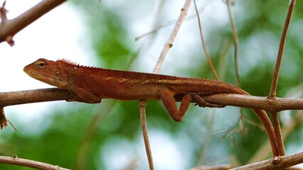  Blanford's flying lizard, Orange winged flying lizard, Banded winged flying lizard; 