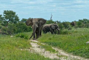 Small group of elephants on migration, Botswana