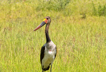 Saddleback stork on migration, Botswana
