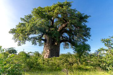 Tall, large African baobab tree in the savannah, Gweta, Botswana