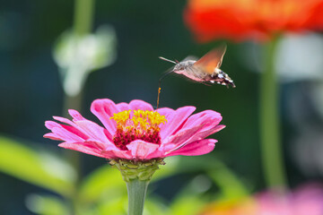 Close-up of Macroglossum stellatarum collecting pollen from a Cinnia flower. A hummingbird moth hawk soars over a flower in the garden.