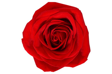 Red rose isolated on background