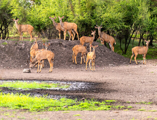 A herd of kudus at an almost dry waterhole, Botswana