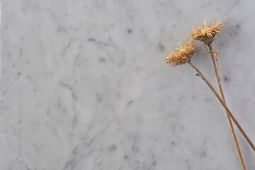 背景素材・大理石に置いた枯れた植物２