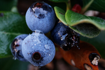 Background full of fresh ripe sweet blueberries covered with water drops. Summer berries