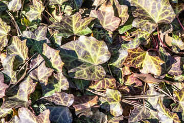 Natural natural background. Living leaves, grass.