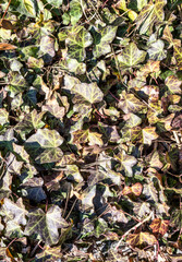 Natural natural background. Living leaves, grass.