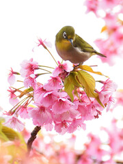 A white eye is perching on the top of the kawazu cherry blossoms