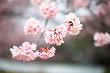 寒桜
