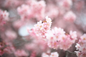 寒桜