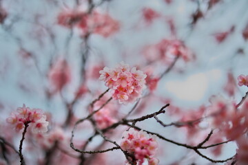 寒桜