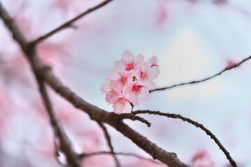 寒桜