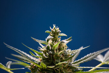 Growing medical cannabis at home. Cannabis cone with trichomes on a blue background