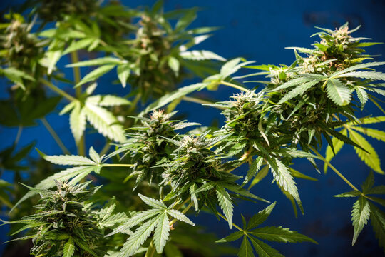 Growing marijuana close-up. Trichomes on marijuana