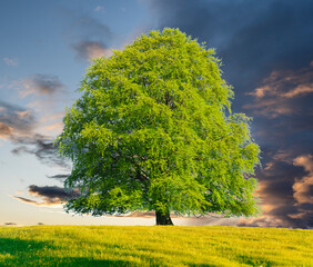 single tree in meadow at springtime